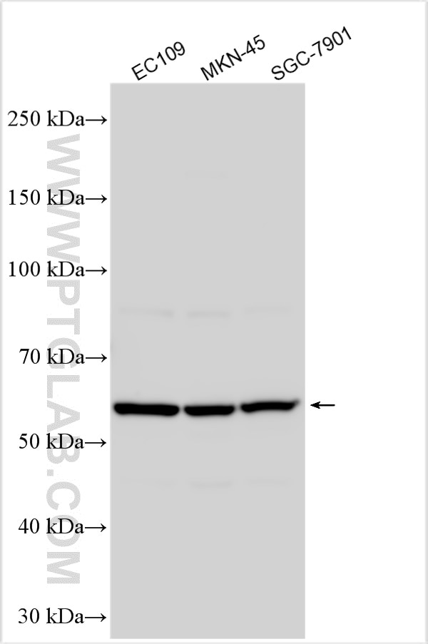 Western Blot (WB) analysis of various lysates using SENP2 Polyclonal antibody (29772-1-AP)