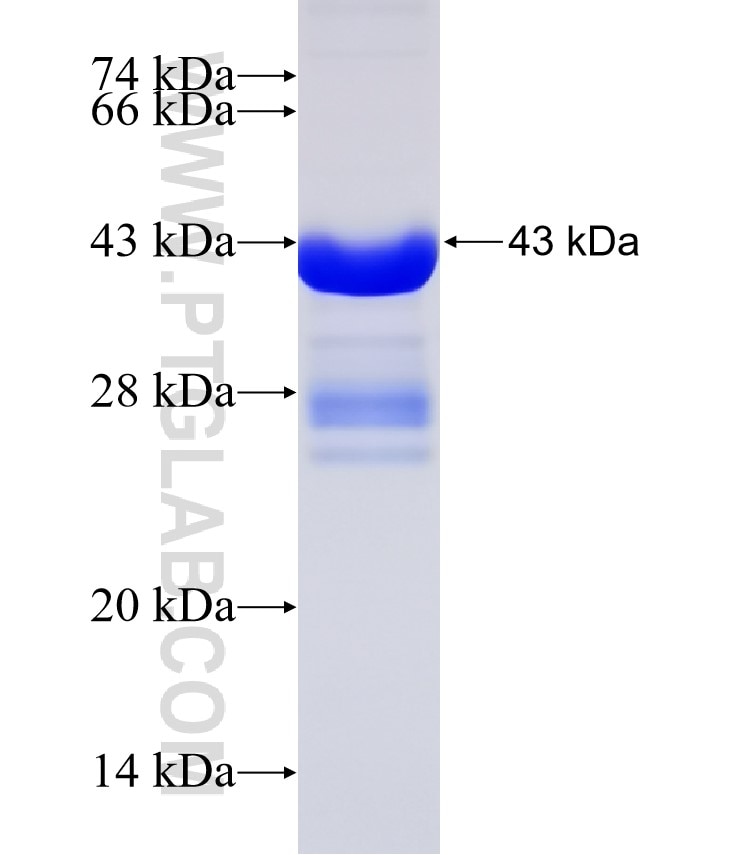 SENP2 fusion protein Ag30728 SDS-PAGE