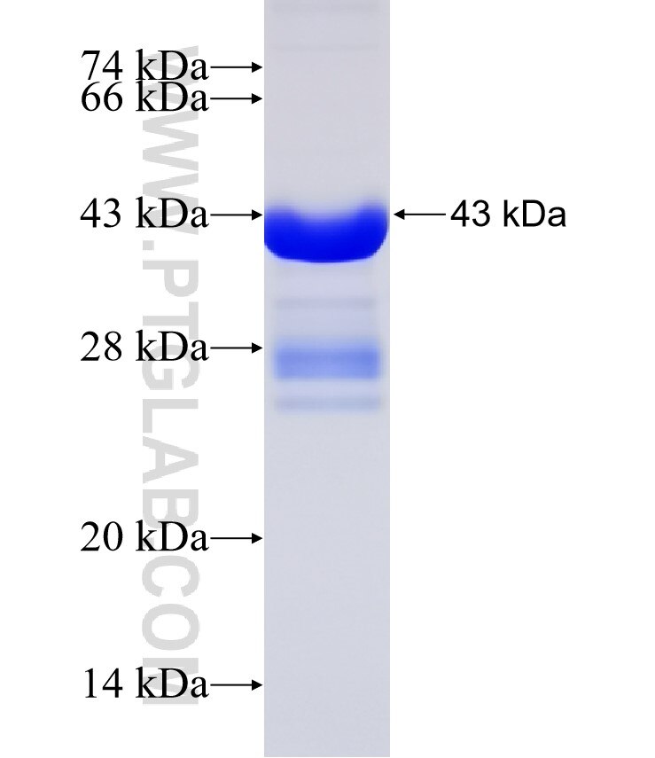 SENP2 fusion protein Ag30728 SDS-PAGE
