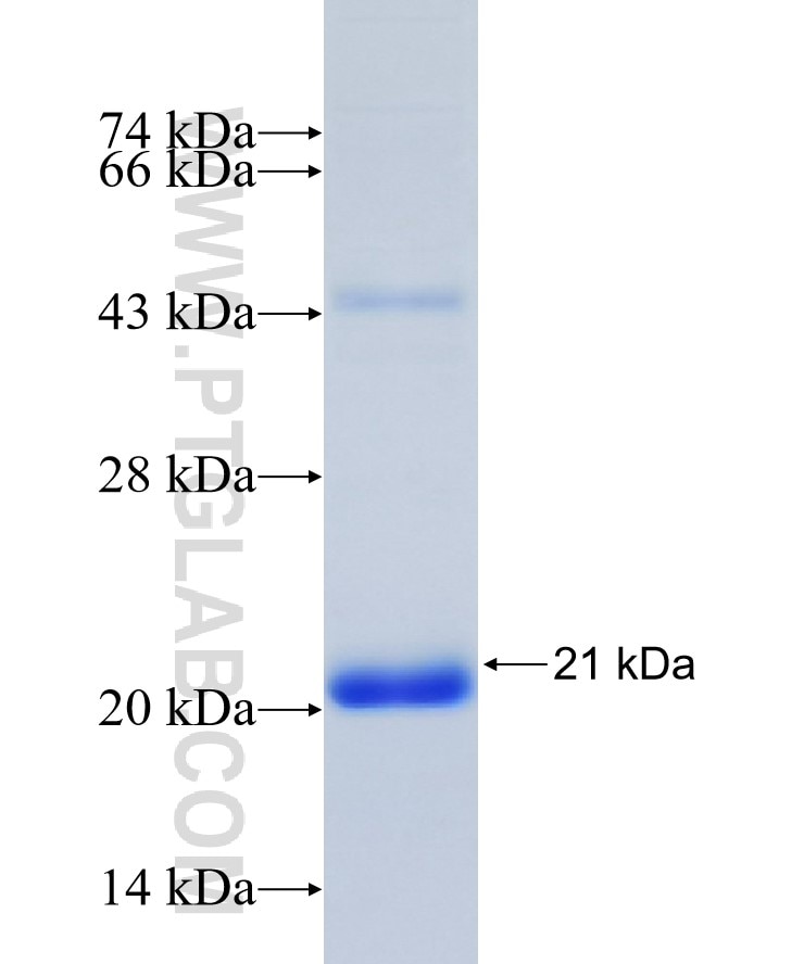 SENP2 fusion protein Ag31098 SDS-PAGE
