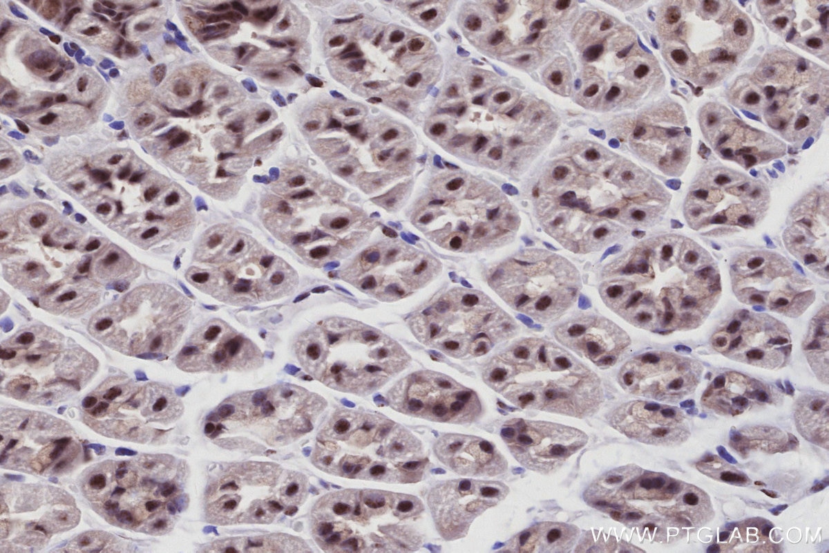 IHC staining of mouse stomach using 85837-3-RR Immunohistochemistry (IHC) staining of mouse stomach tissue using SENP3 Recombinant monoclonal antibody (85837-3-RR)