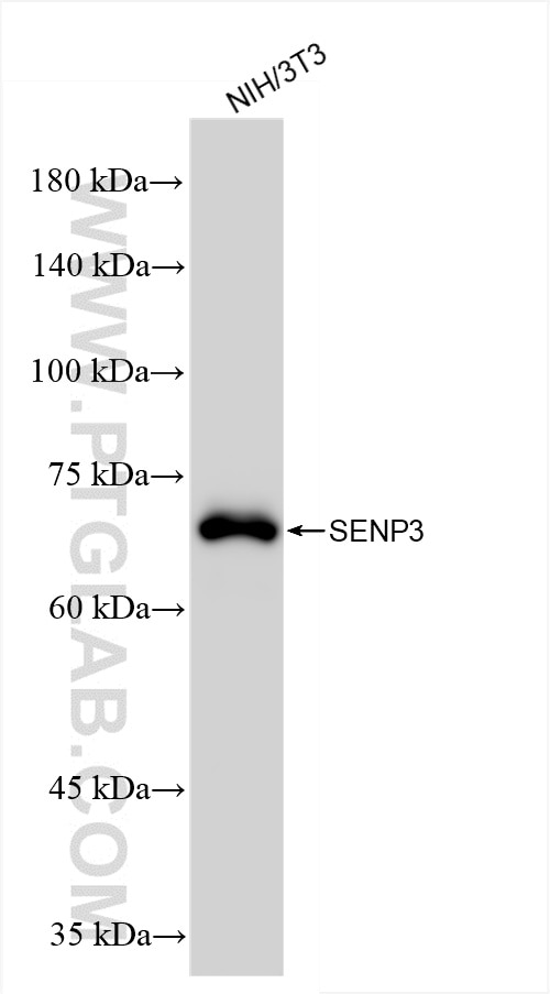 Western Blot (WB) analysis of NIH/3T3 cells using SENP3 Recombinant antibody (85837-3-RR)