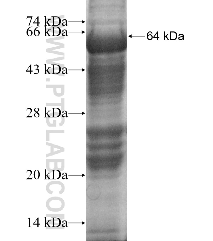 SENP3 fusion protein Ag11911 SDS-PAGE