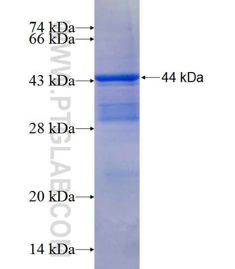 SENP3 fusion protein Ag11930 SDS-PAGE