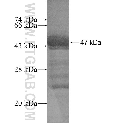SENP3 fusion protein Ag14222 SDS-PAGE