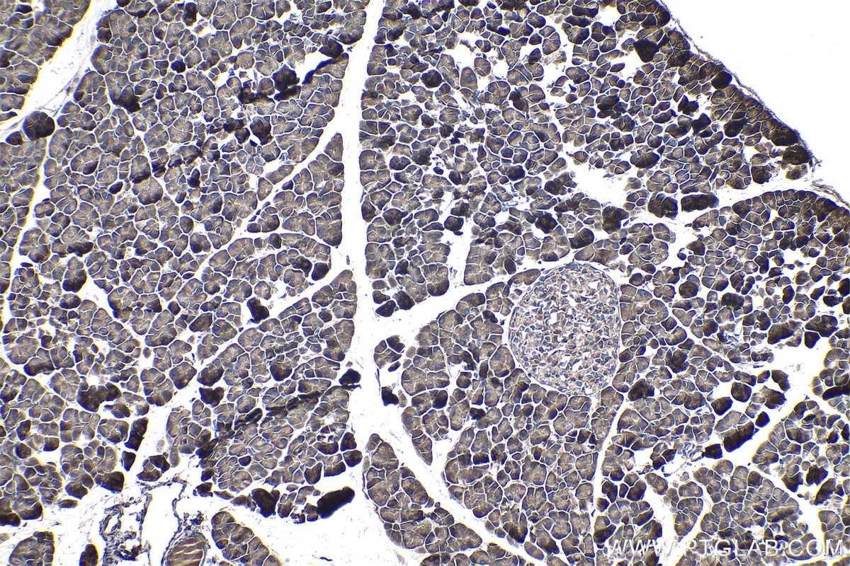 Immunohistochemistry (IHC) staining of mouse pancreas tissue using SENP8 Polyclonal antibody (13479-1-AP)