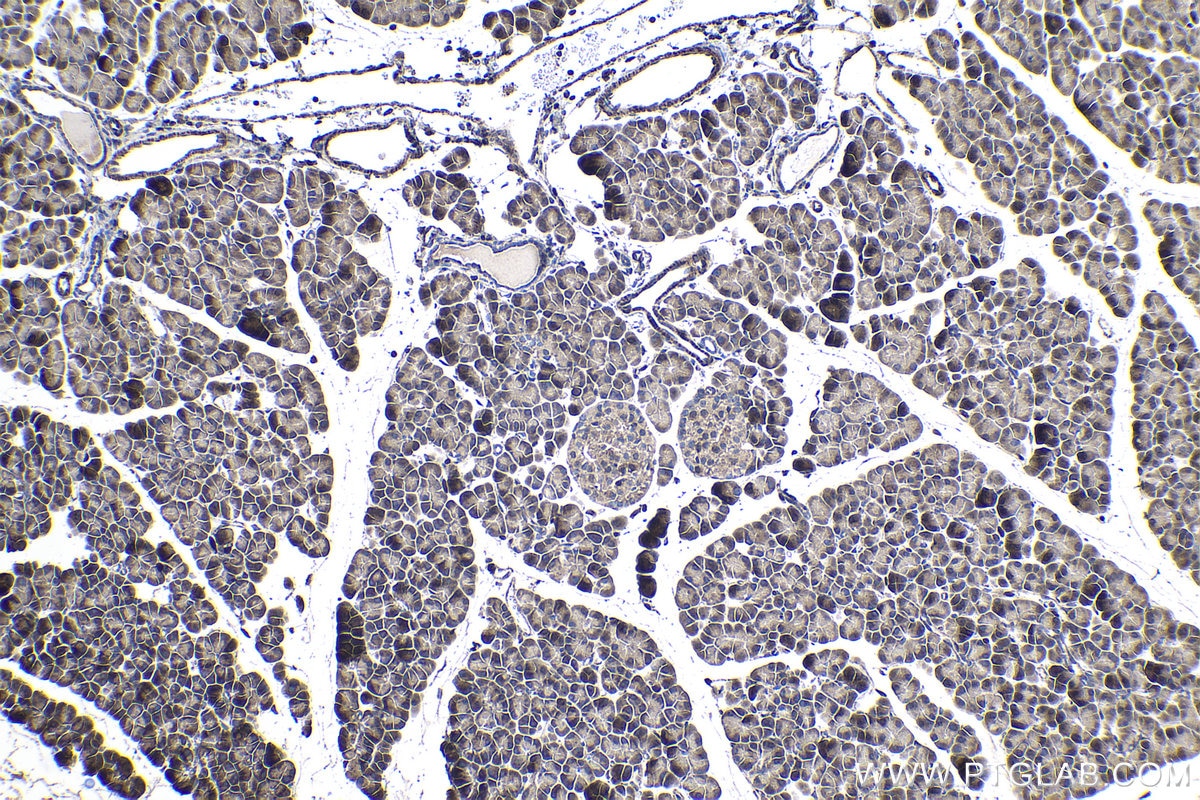 Immunohistochemistry (IHC) staining of rat pancreas tissue using SENP8 Polyclonal antibody (13479-1-AP)