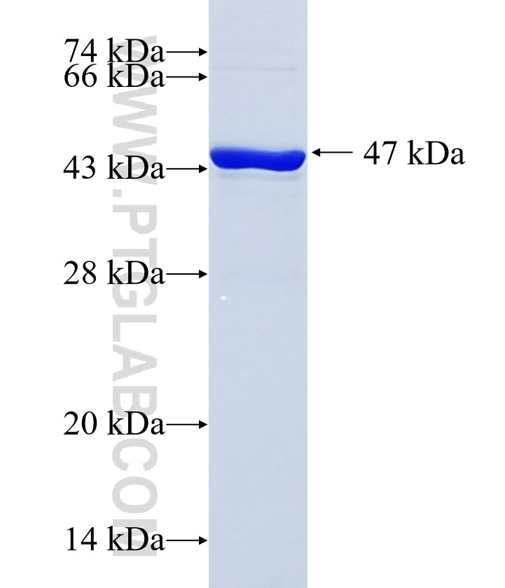SENP8 fusion protein Ag35887 SDS-PAGE