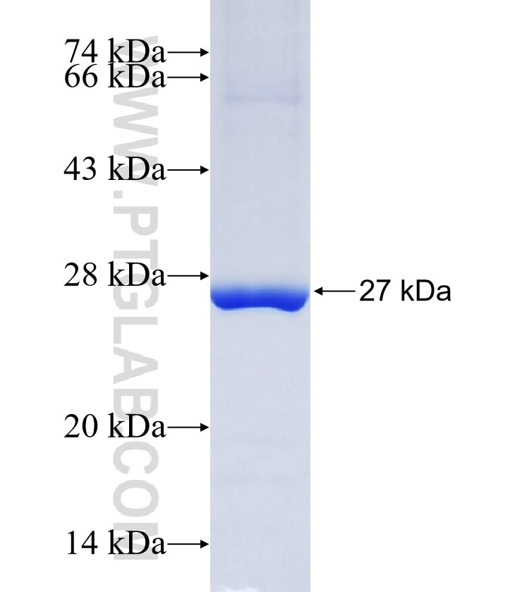 SENP8 fusion protein Ag4287 SDS-PAGE