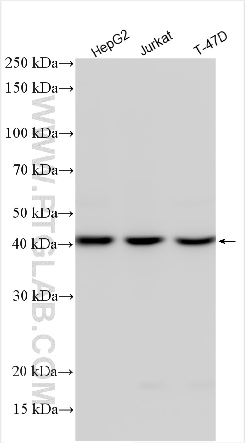 Western Blot (WB) analysis of various lysates using SEPHS1 Polyclonal antibody (16635-1-AP)