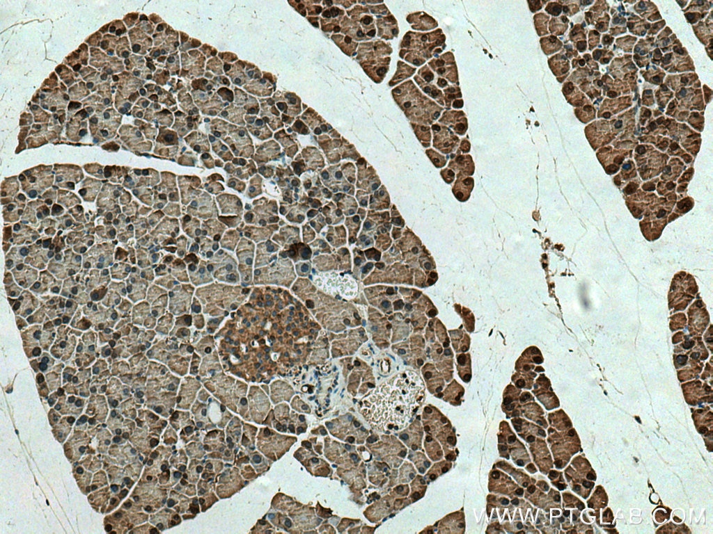 IHC staining of mouse pancreas using 14109-1-AP