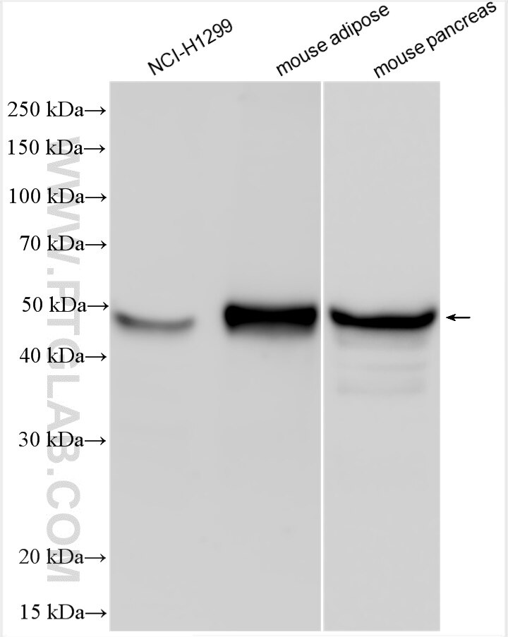 Western Blot (WB) analysis of various lysates using SEPHS2 Polyclonal antibody (14109-1-AP)