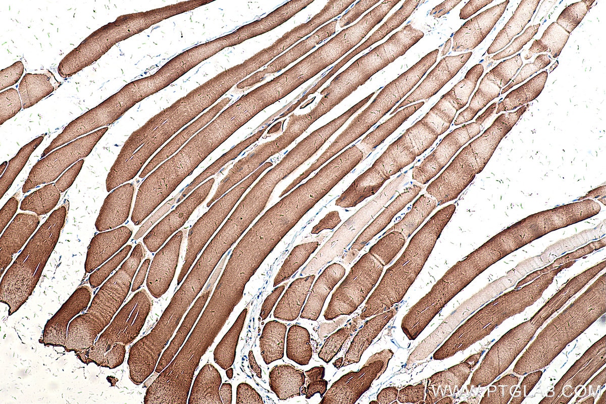 Immunohistochemistry (IHC) staining of rat skeletal muscle tissue using SEPN1 Polyclonal antibody (55333-1-AP)