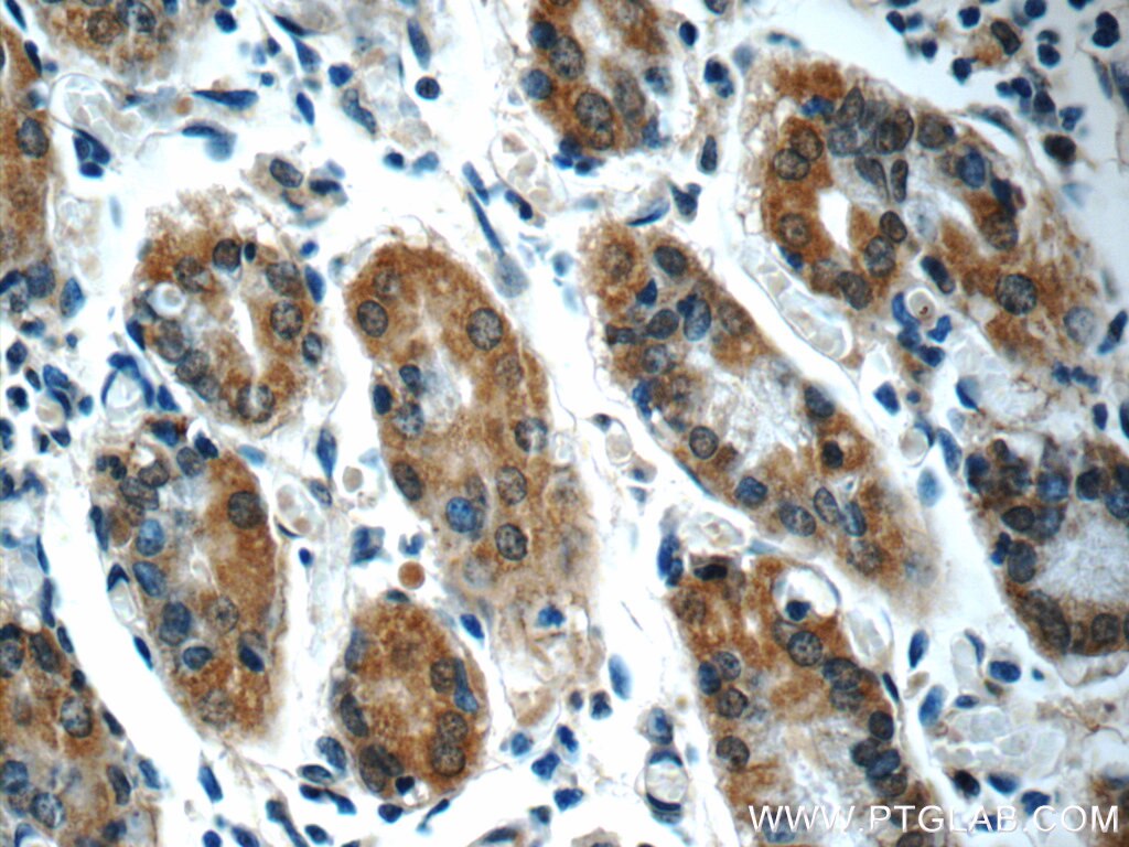 SEPN1 Polyclonal antibody