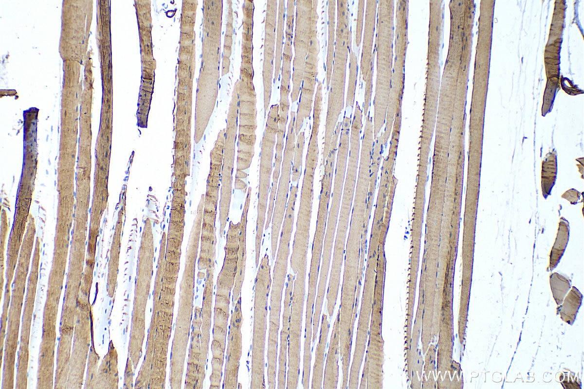 Immunohistochemistry (IHC) staining of mouse skeletal muscle tissue using SEPN1 Polyclonal antibody (55333-1-AP)