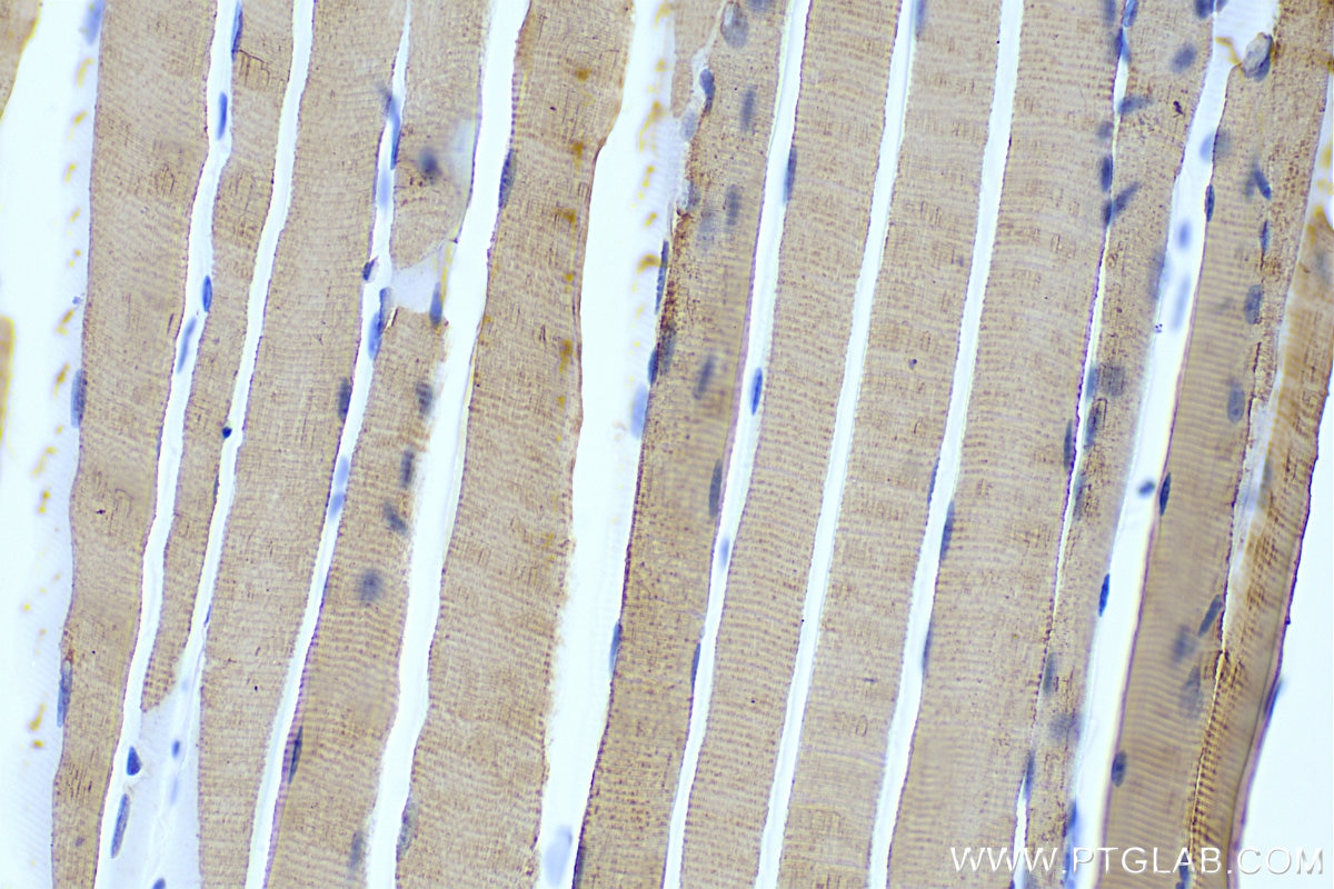 Immunohistochemistry (IHC) staining of mouse skeletal muscle tissue using SEPN1 Polyclonal antibody (55333-1-AP)