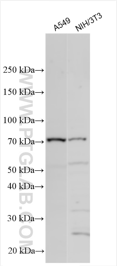 Western Blot (WB) analysis of various lysates using SEPN1 Polyclonal antibody (55333-1-AP)