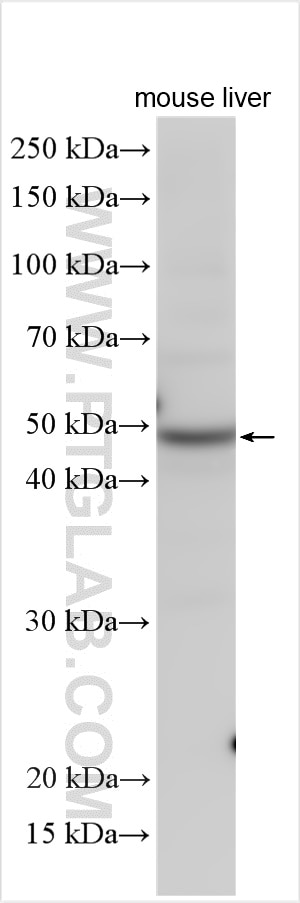 Western Blot (WB) analysis of mouse liver tissue using SLA/LP Polyclonal antibody (11551-1-AP)