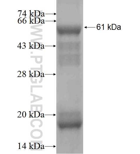 SEPSECS fusion protein Ag2097 SDS-PAGE