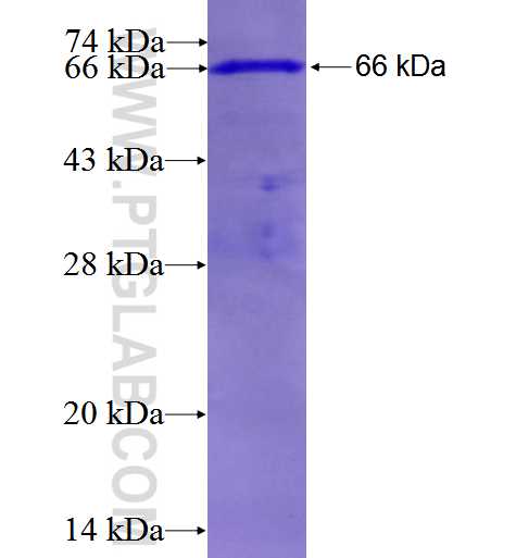 SEPT1 fusion protein Ag1926 SDS-PAGE