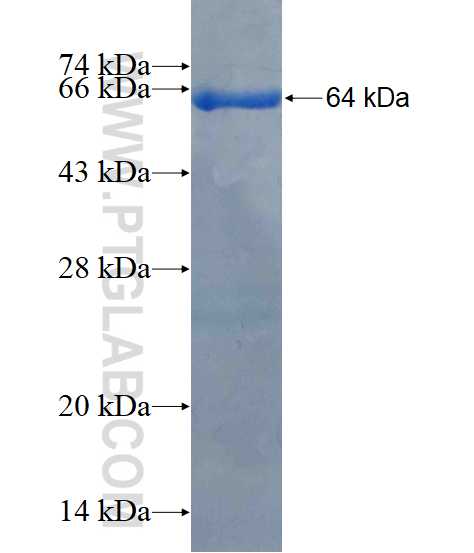 SEPT10 fusion protein Ag3071 SDS-PAGE