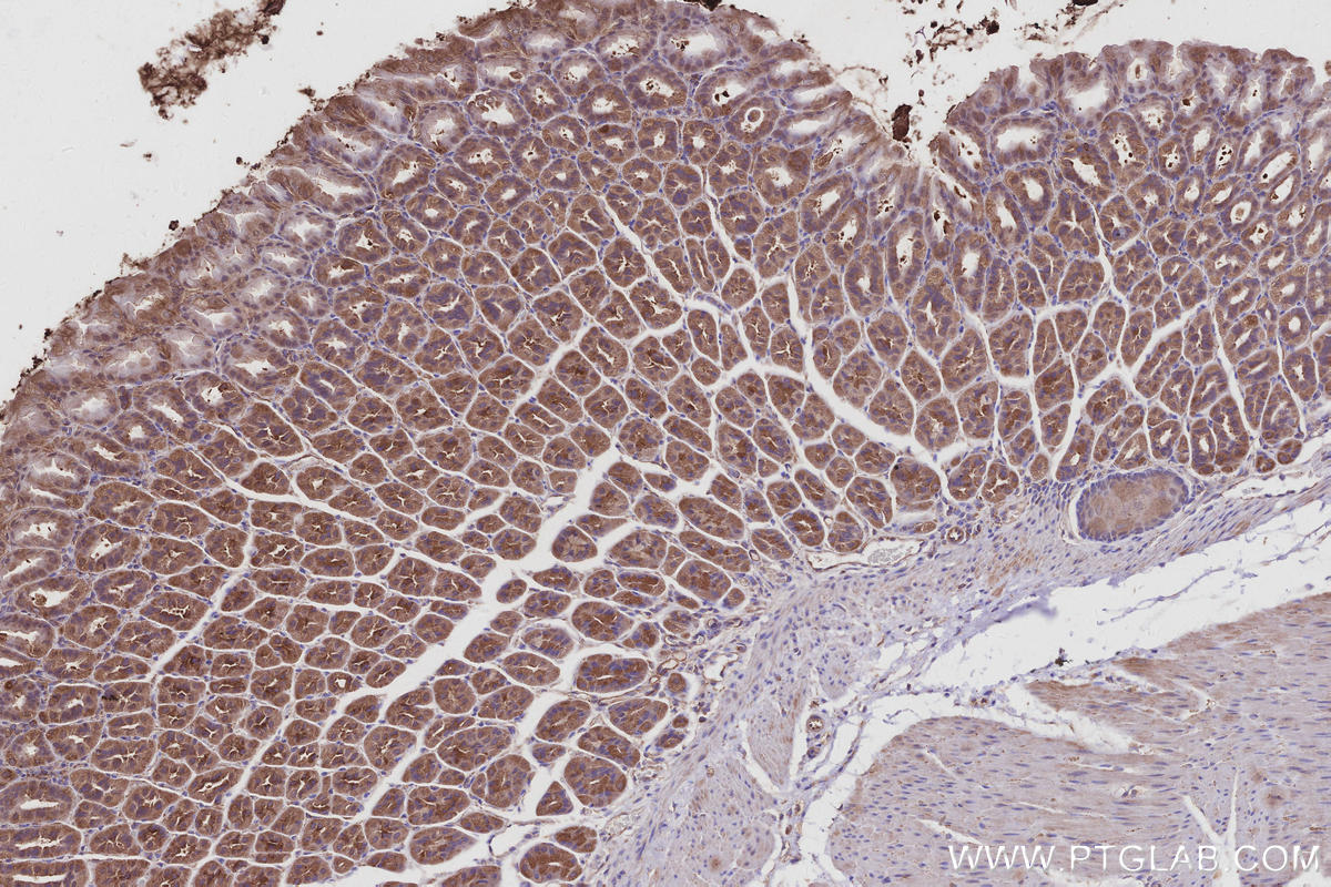 Immunohistochemistry (IHC) staining of mouse stomach tissue using Septin 11 Polyclonal antibody (14672-1-AP)