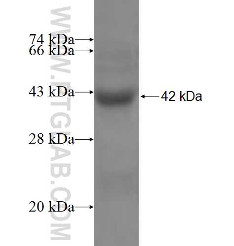 SEPT11 fusion protein Ag6342 SDS-PAGE