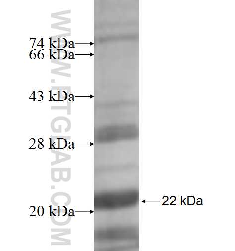 SEPT11 fusion protein Ag6572 SDS-PAGE