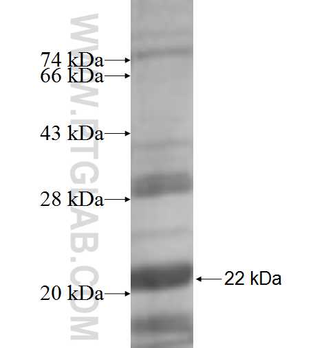 SEPT11 fusion protein Ag6572 SDS-PAGE