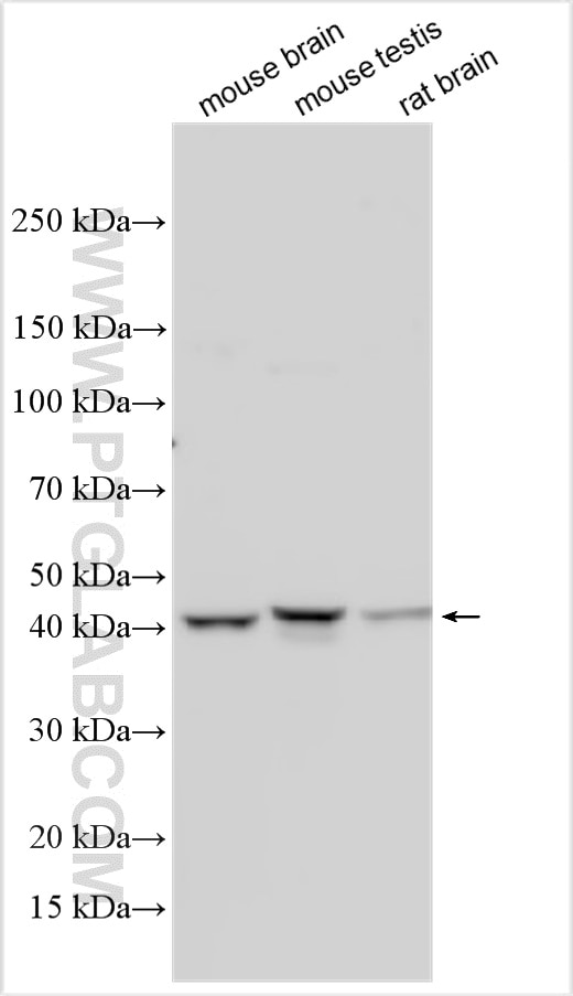 Western Blot (WB) analysis of various lysates using SEPT12 Polyclonal antibody (13707-1-AP)