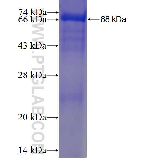 SEPT12 fusion protein Ag4644 SDS-PAGE