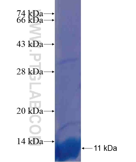 SEPT14 fusion protein Ag20227 SDS-PAGE