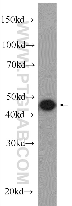 Western Blot (WB) analysis of C6 cells using Septin 2 Polyclonal antibody (11397-1-AP)