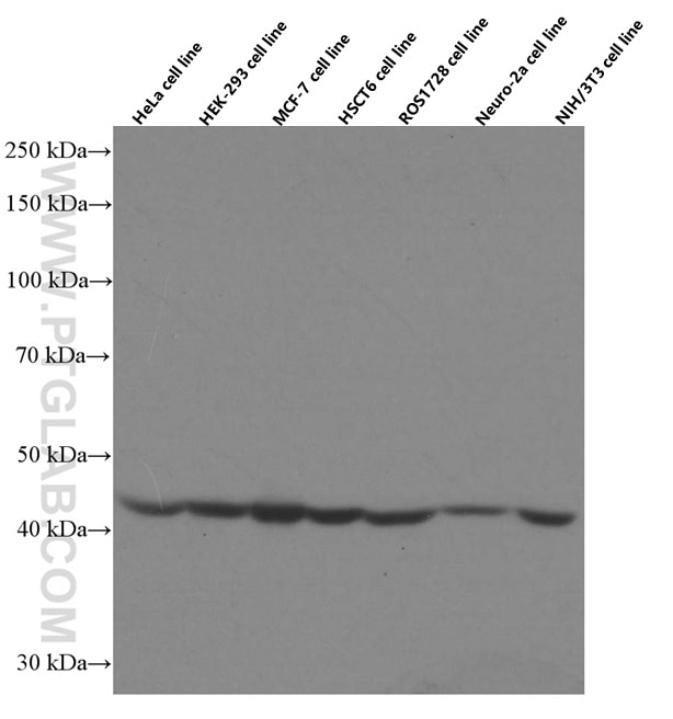 Western Blot (WB) analysis of various lysates using Septin 2 Monoclonal antibody (60075-1-Ig)