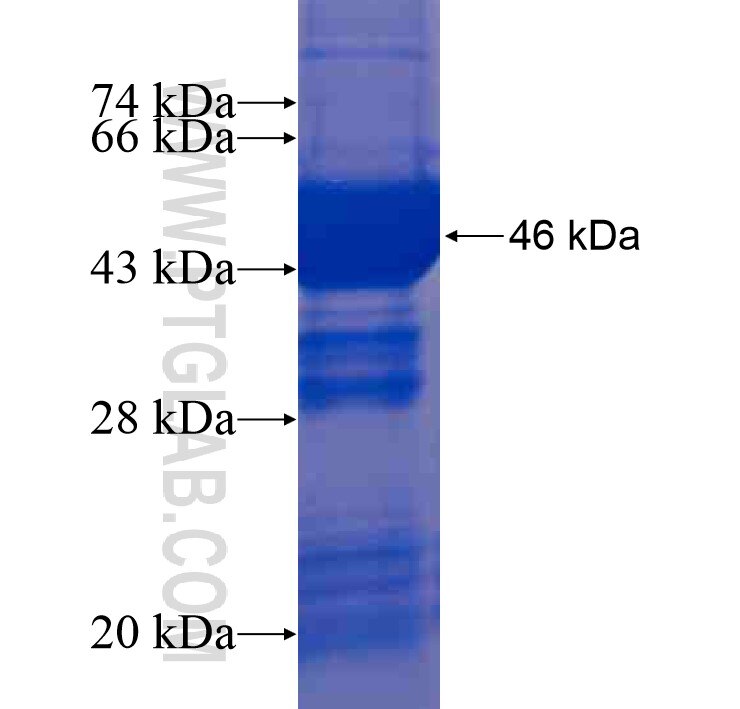 SEPT2 fusion protein Ag16675 SDS-PAGE