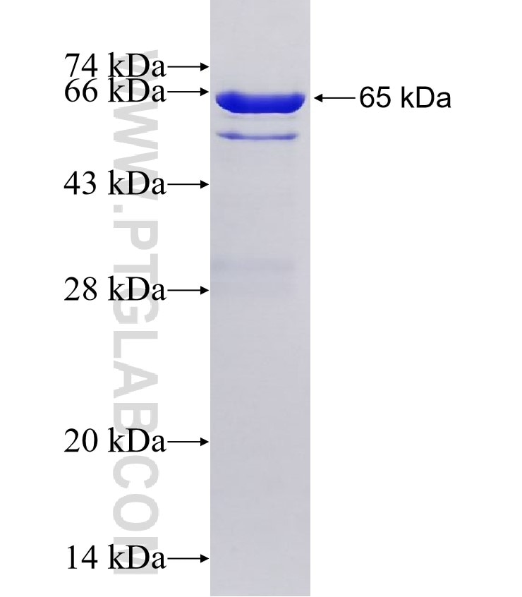 SEPT2 fusion protein Ag1946 SDS-PAGE