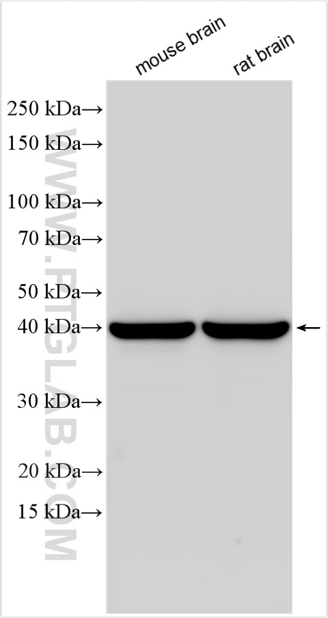 Western Blot (WB) analysis of various lysates using SEPT3 Polyclonal antibody (30146-1-AP)