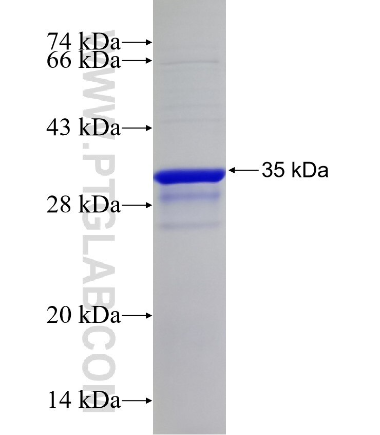 SEPT3 fusion protein Ag32890 SDS-PAGE
