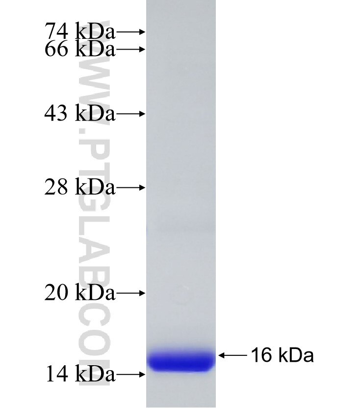 SEPT3 fusion protein Ag33187 SDS-PAGE