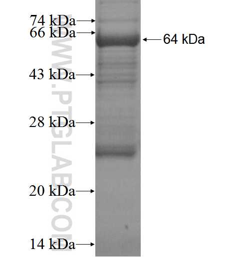 SEPT4 fusion protein Ag3185 SDS-PAGE