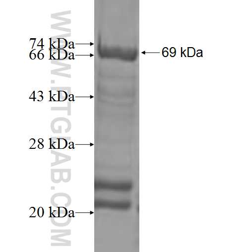 SEPT5 fusion protein Ag2205 SDS-PAGE