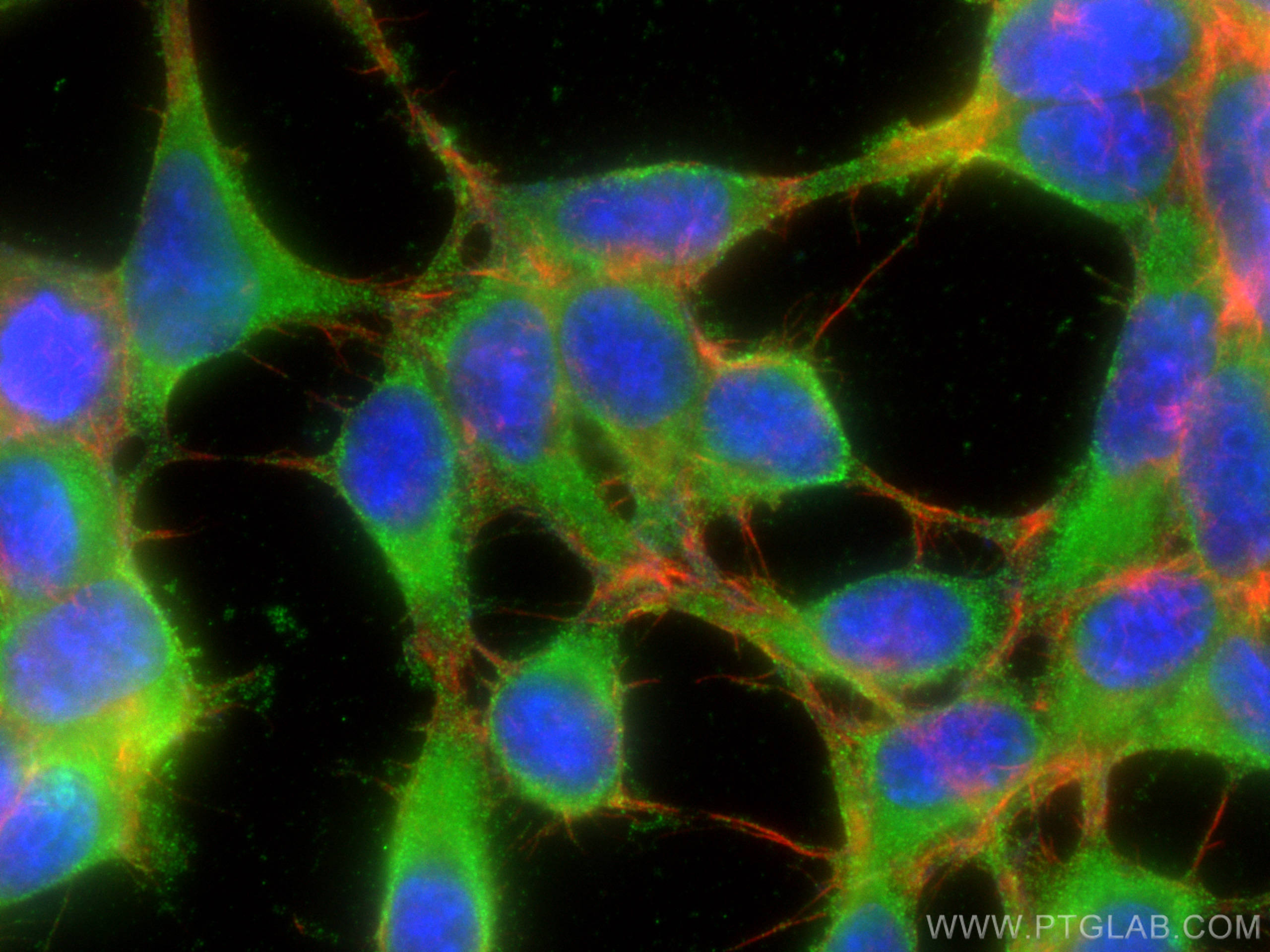 Immunofluorescence (IF) / fluorescent staining of HEK-293 cells using SEPT6 Monoclonal antibody (68173-1-Ig)