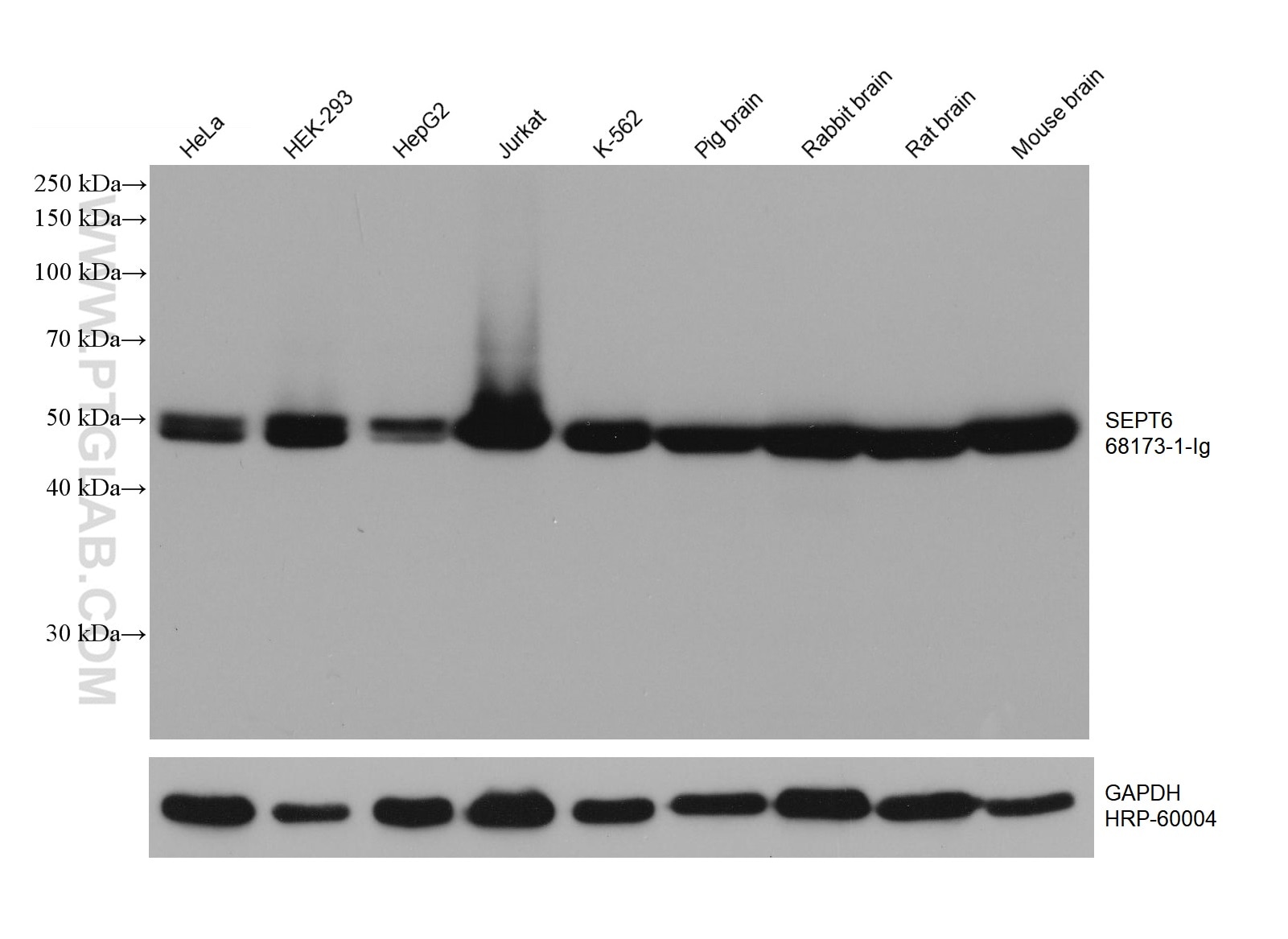 WB analysis using 68173-1-Ig