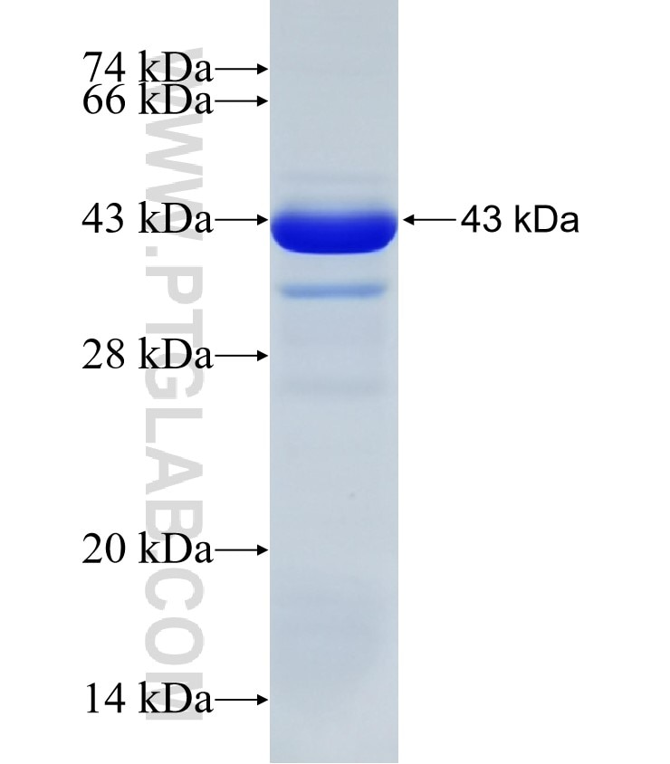 SEPT6 fusion protein Ag32736 SDS-PAGE