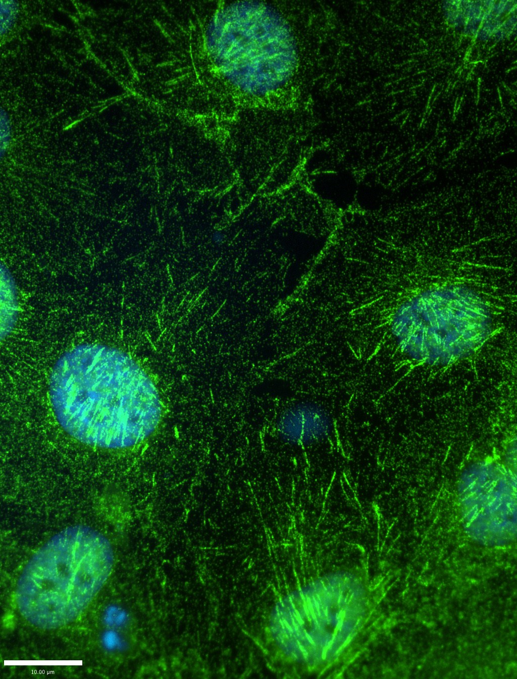 Immunofluorescence (IF) / fluorescent staining of hTERT-RPE cells using Septin 7 Polyclonal antibody (13818-1-AP)
