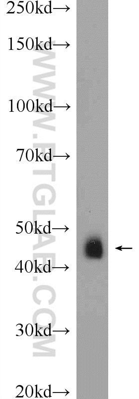 Western Blot (WB) analysis of mouse testis tissue using Septin 7 Polyclonal antibody (13818-1-AP)