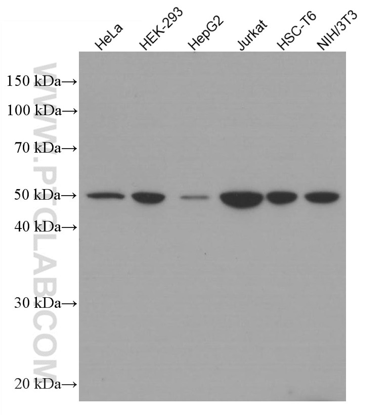 Western Blot (WB) analysis of various lysates using Septin 7 Monoclonal antibody (66542-1-Ig)