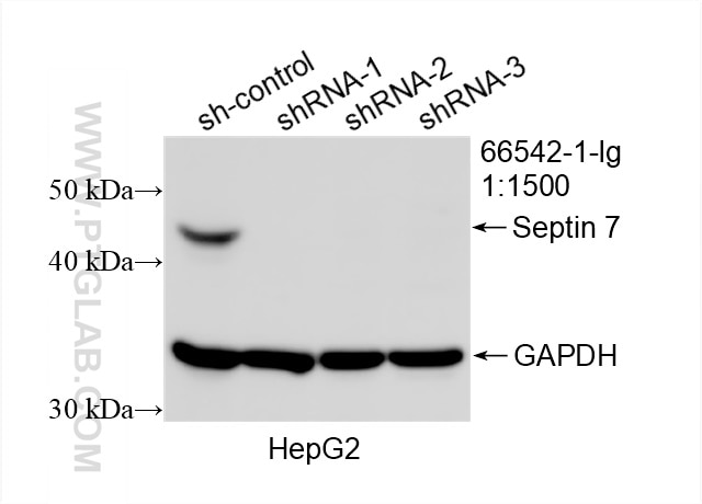 Western Blot (WB) analysis of HepG2 cells using Septin 7 Monoclonal antibody (66542-1-Ig)