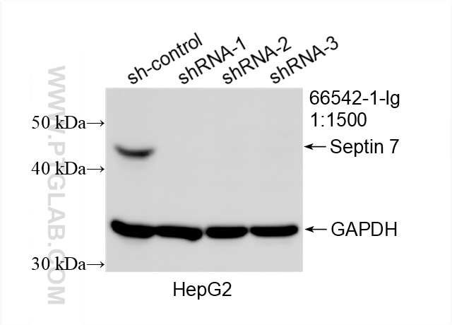 WB analysis of HepG2 using 66542-1-Ig