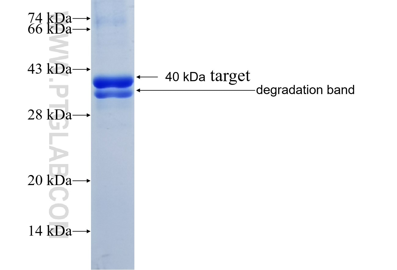 SEPT7 fusion protein Ag4309 SDS-PAGE